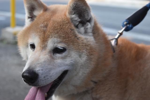 犬の吠えを抑えるしつけ