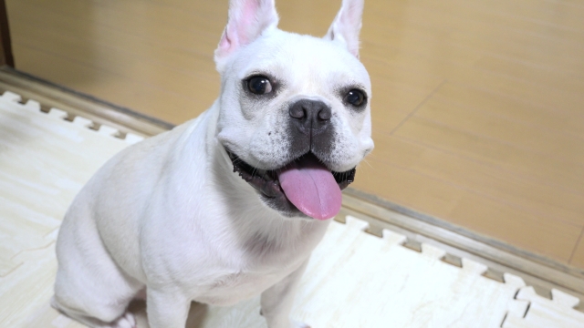 幼犬の噛み癖