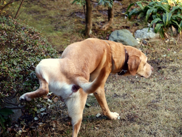 犬が頻尿