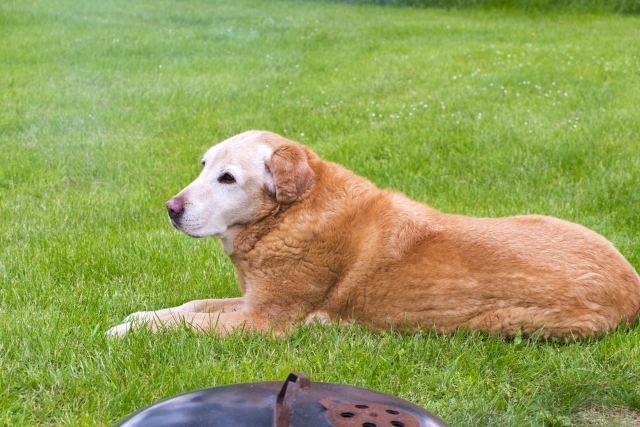 甲状腺機能低下症