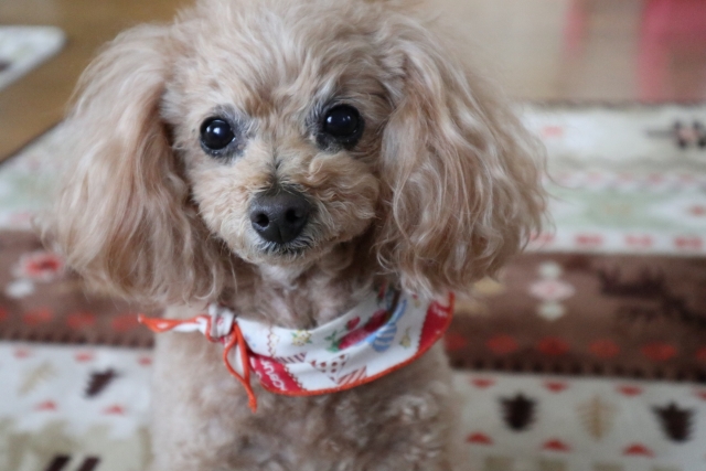 犬のレプトスピラ症