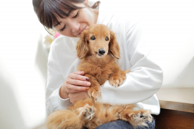 犬って飼いやすい犬、飼いにくい犬っ