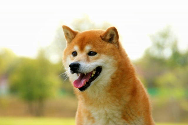コロナウイルス感染症