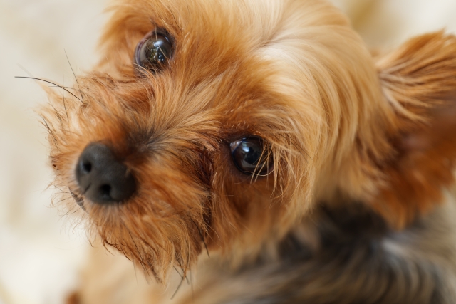 犬も角膜炎になる その症状とは 愛犬の病気や悩みにわんこノート
