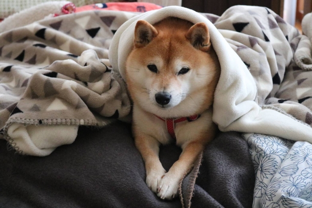 ワクチンで予防できる犬の病気